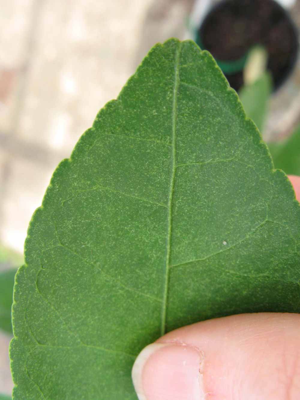              Margin (Phillip Rucks Citrus Nursery, Frostproof, FL)       
